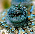   Peacock Eye Canon400D100mm.macroikelite housing. Eye- Canon400D-100mm.macro-ikelite Canon400D-100mmmacro-ikelite Canon400D-100mm macro-ikelite Canon400D 100mm.macro ikelite housing  